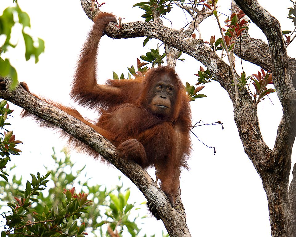 La vida en los árboles