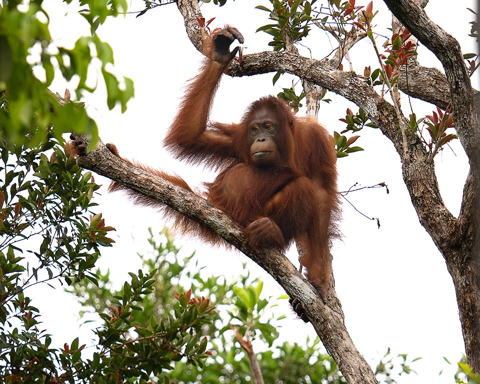 La vida en los árboles