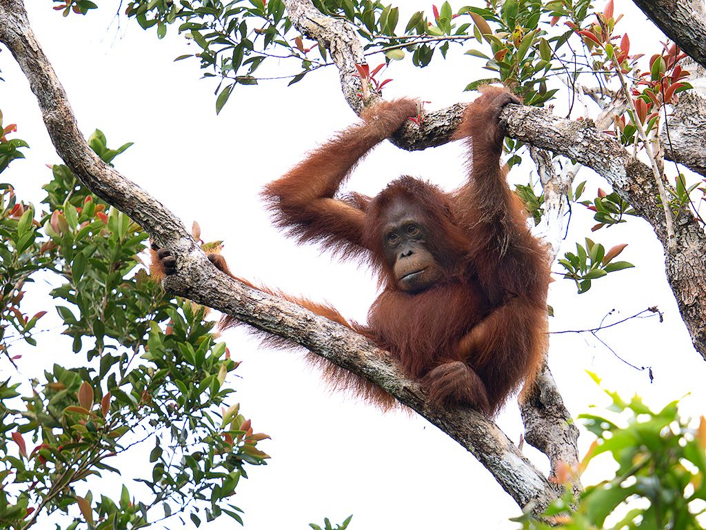 La vida en los árboles