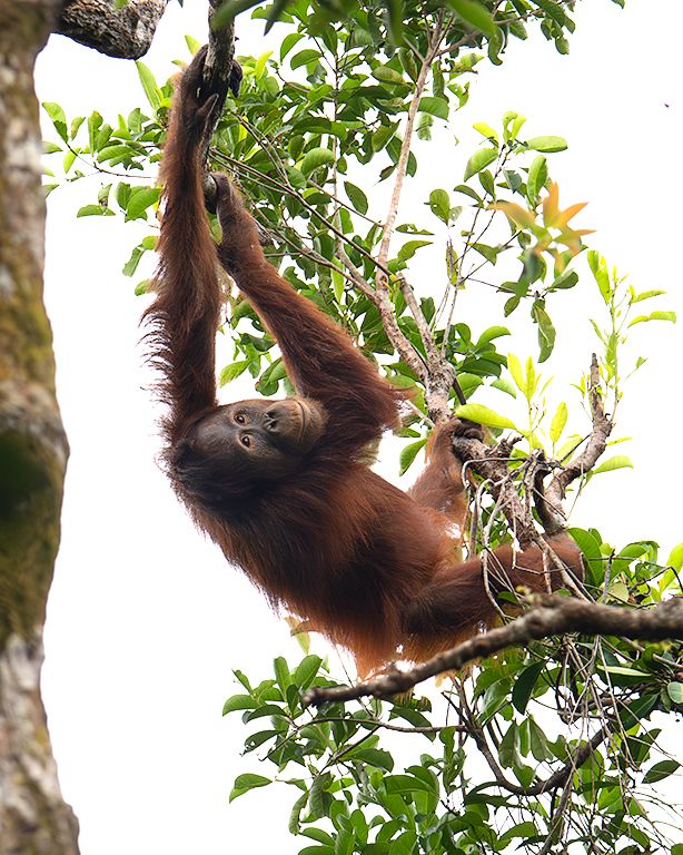 La vida en los árboles