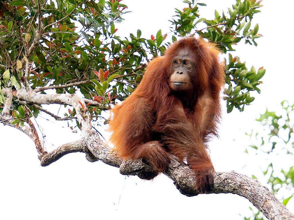 La vida en los árboles