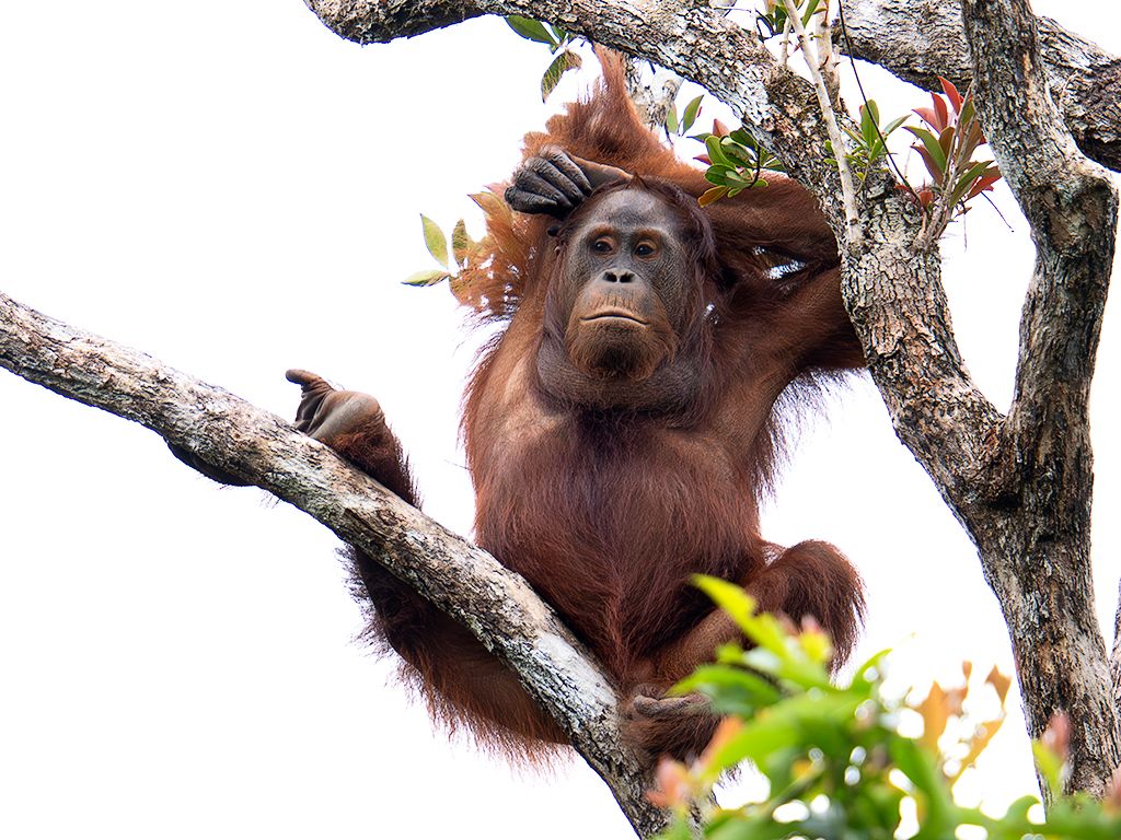 La vida en los árboles