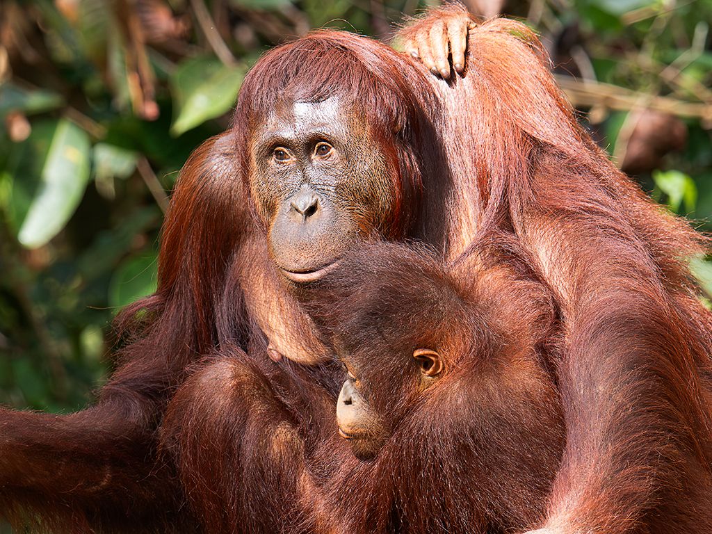 Con la cría ya crecidita
