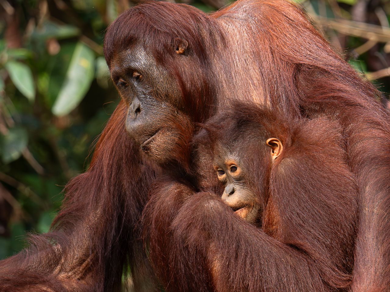 Con la cría ya crecidita