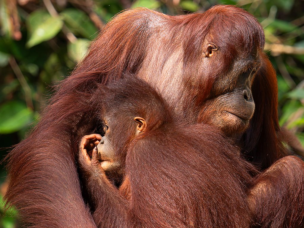 Con la cría ya crecidita