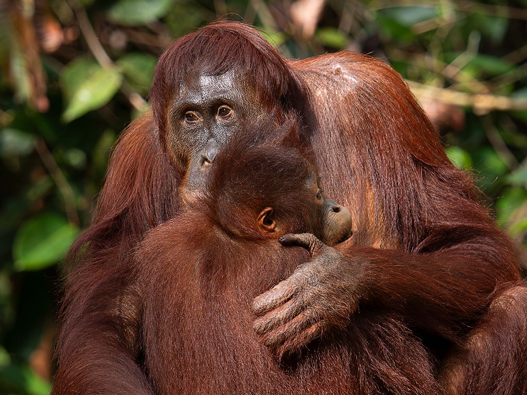 Con la cría ya crecidita