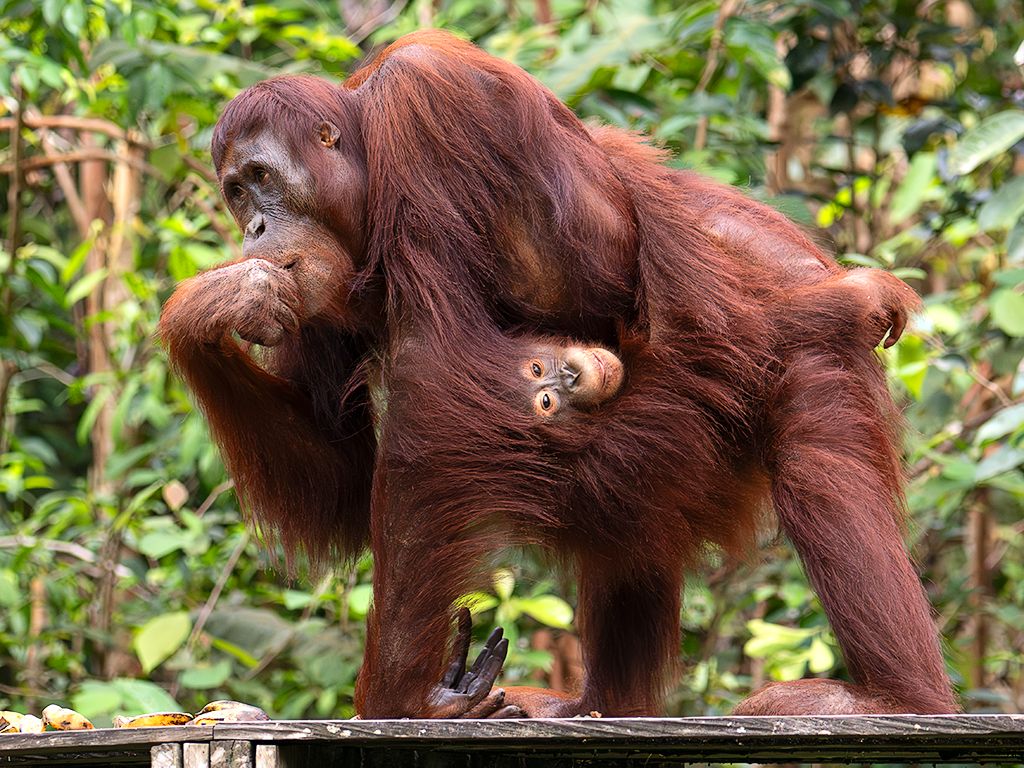 Con la cría ya crecidita