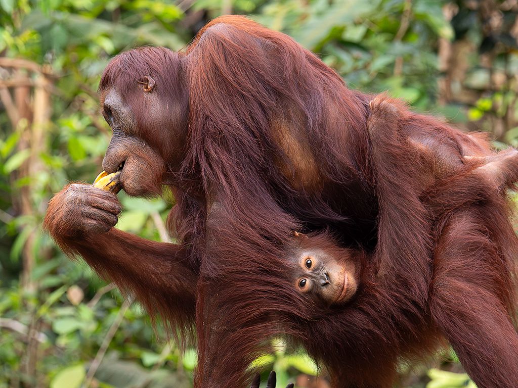 Con la cría ya crecidita