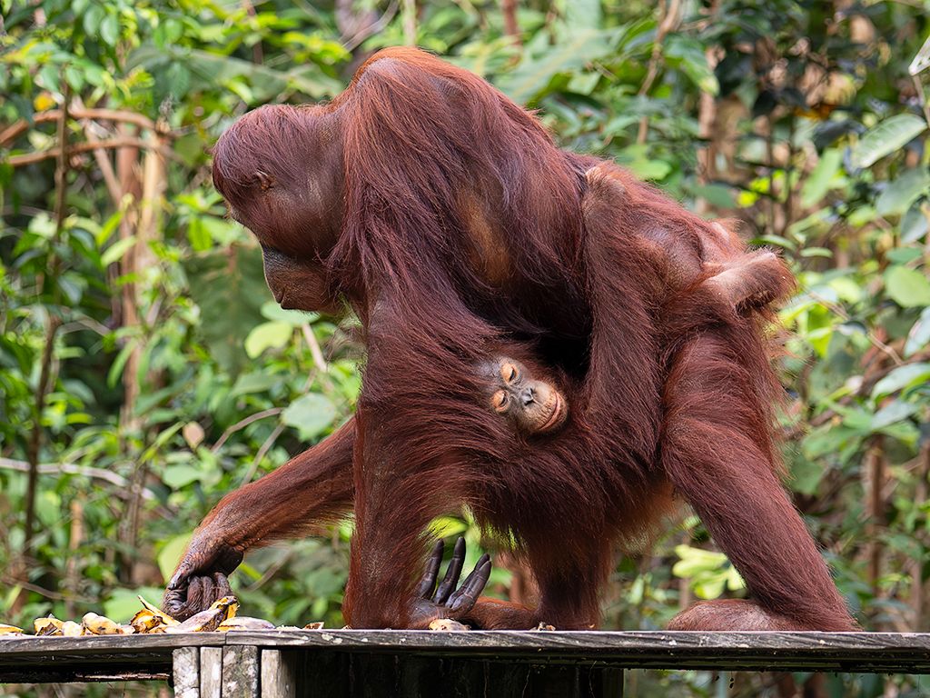 Con la cría ya crecidita