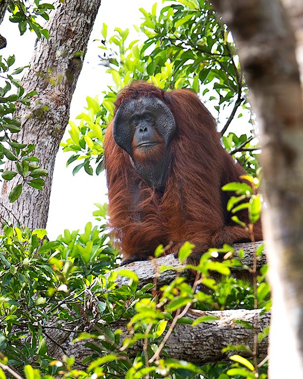 La vida en el árbol