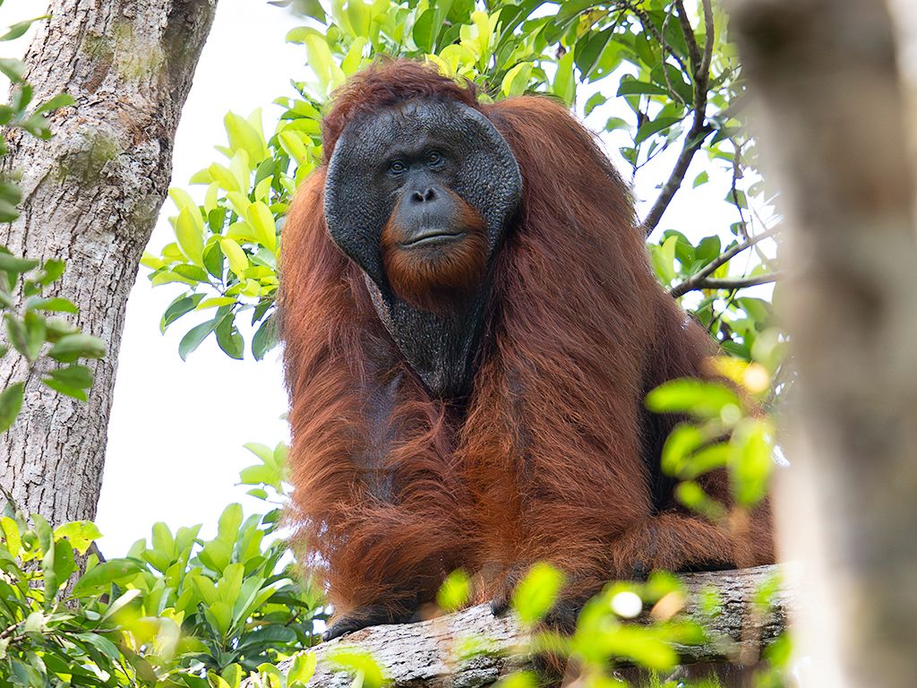 Un porte impresionante