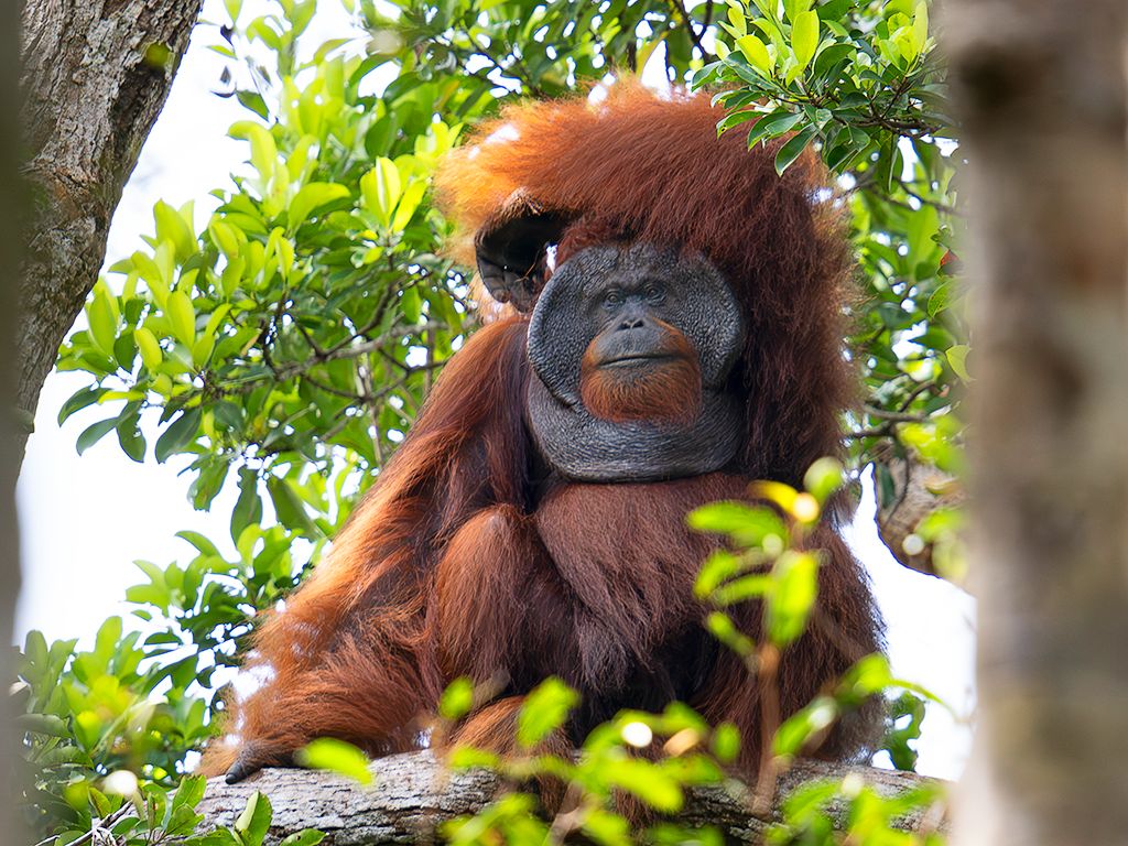 Una buena rascada también