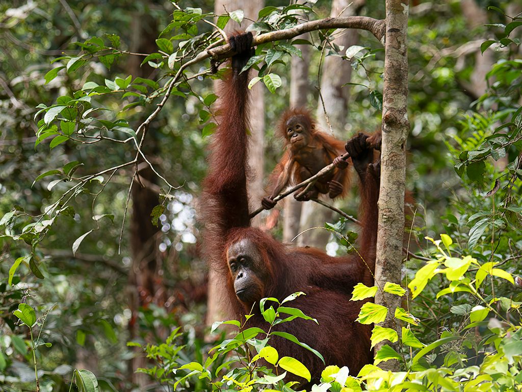 Enseñando al peque a colgarse