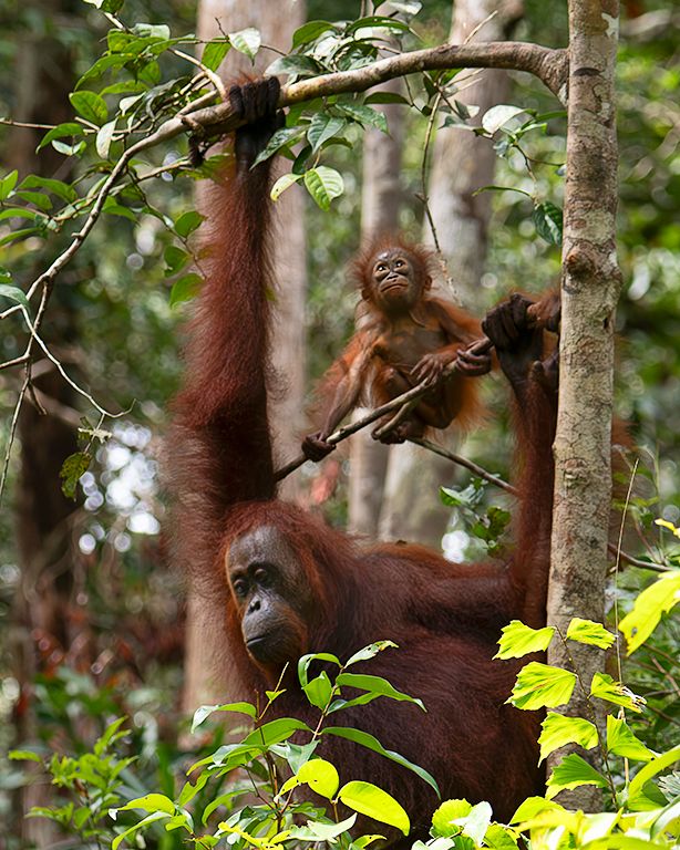 Enseñando al peque a colgarse
