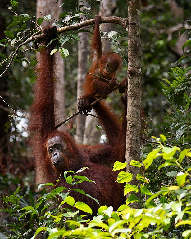 Enseñando al peque a colgarse