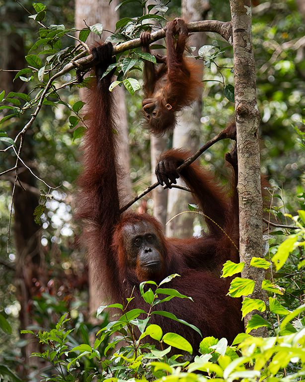 Enseñando al peque a colgarse
