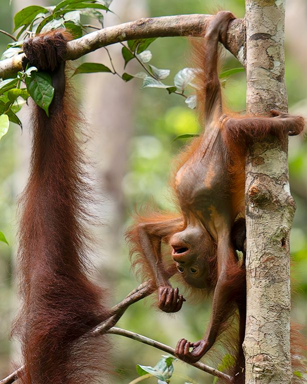 Qué divertido es esto!