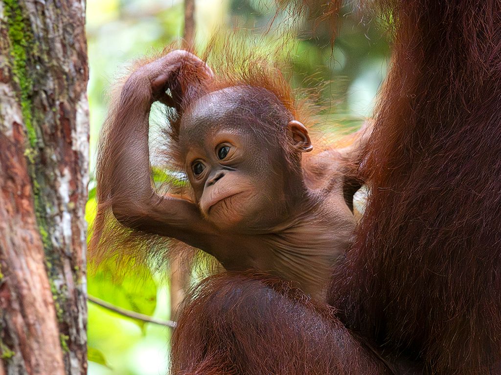 Esos pelos me atrapan