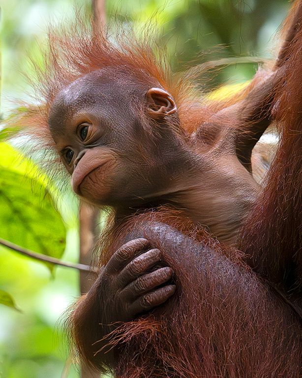 Esos pelos me atrapan