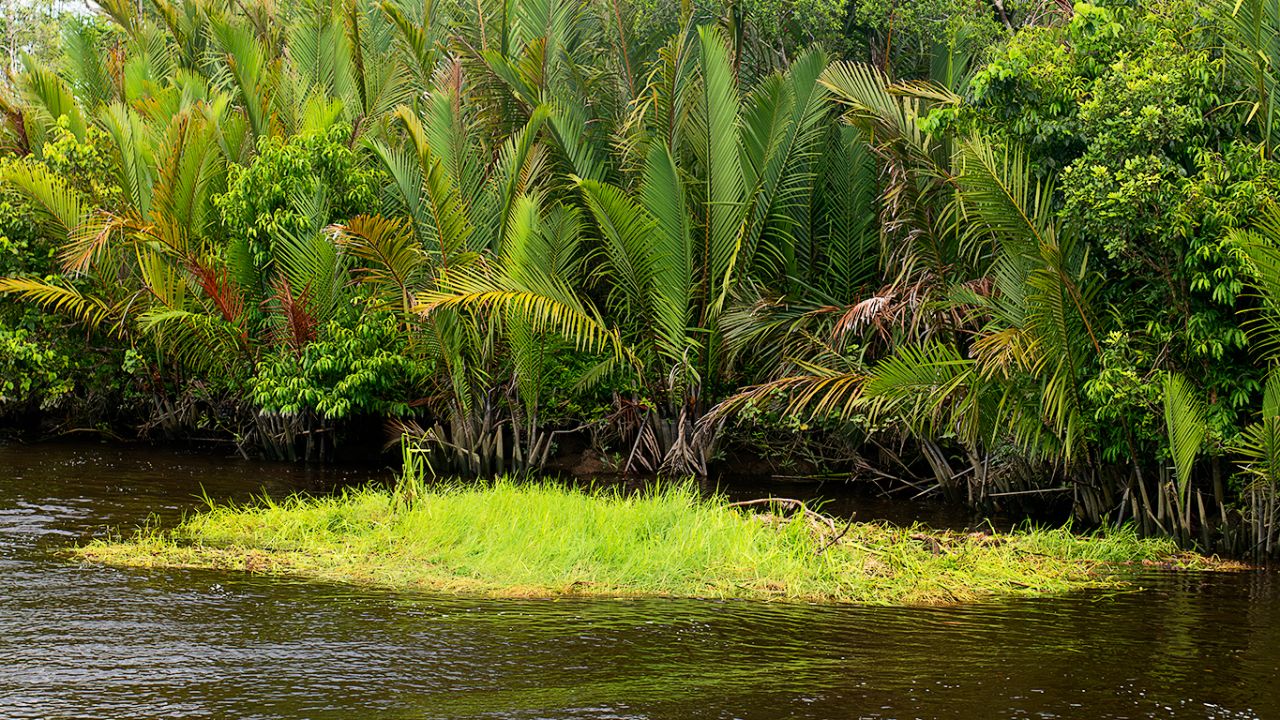 Una planta invasora que amenaza con tapizarlo todo