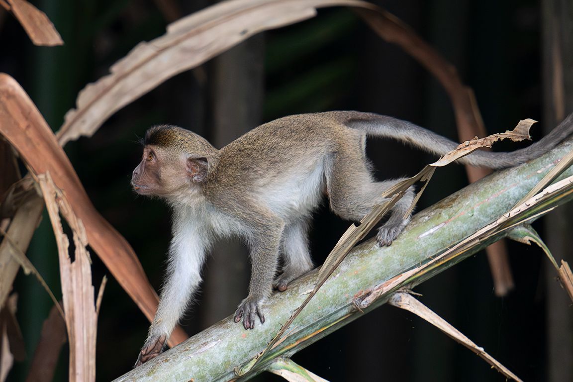 Macaco