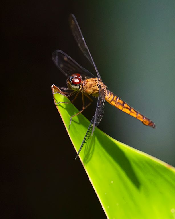 Invertebrados en torno al hotel