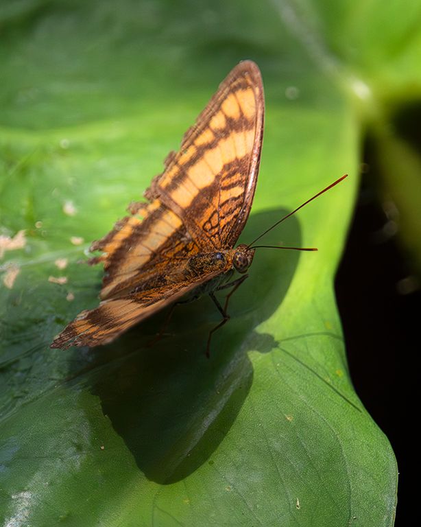Invertebrados en torno al hotel