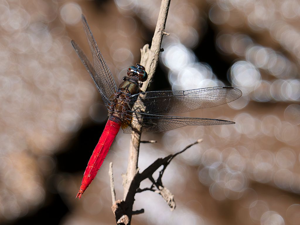 Invertebrados en torno al hotel