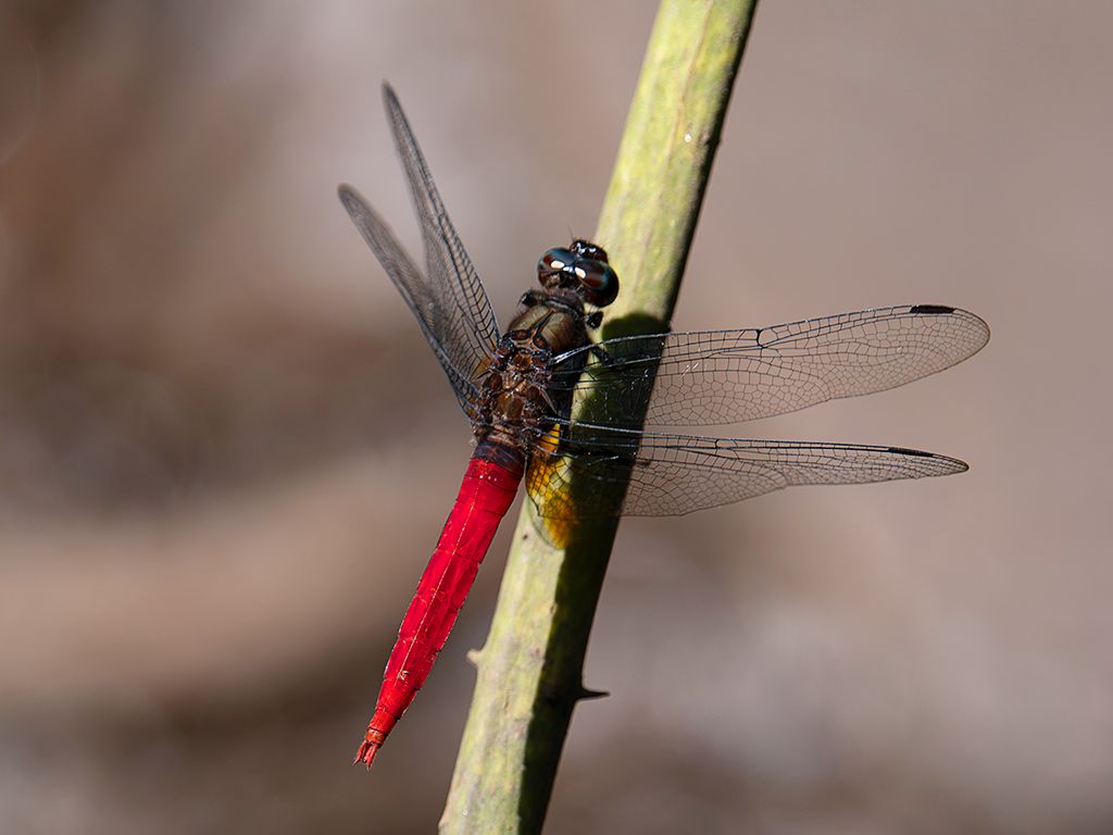 Invertebrados en torno al hotel