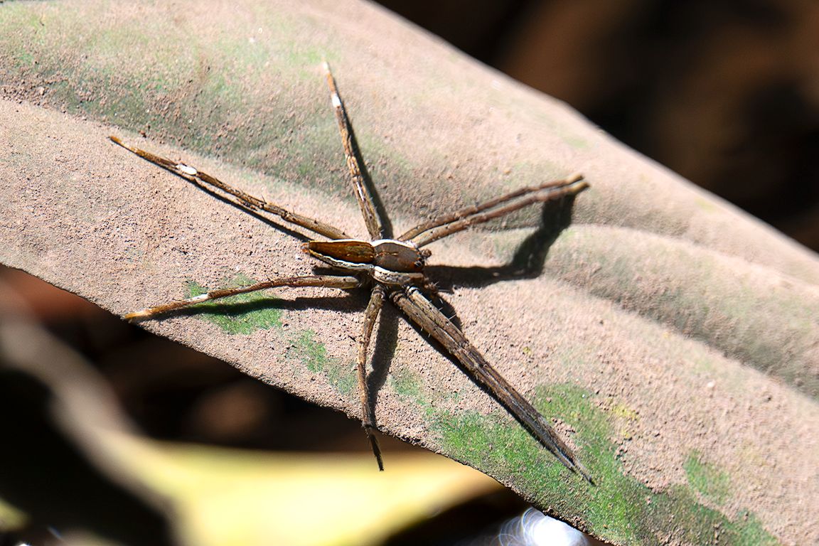 Invertebrados en torno al hotel