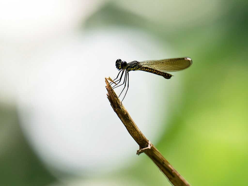 Invertebrados en torno al hotel