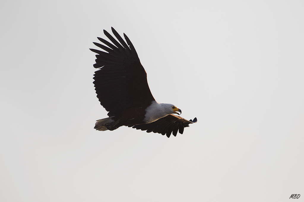 También conocido como águila pescadora africana