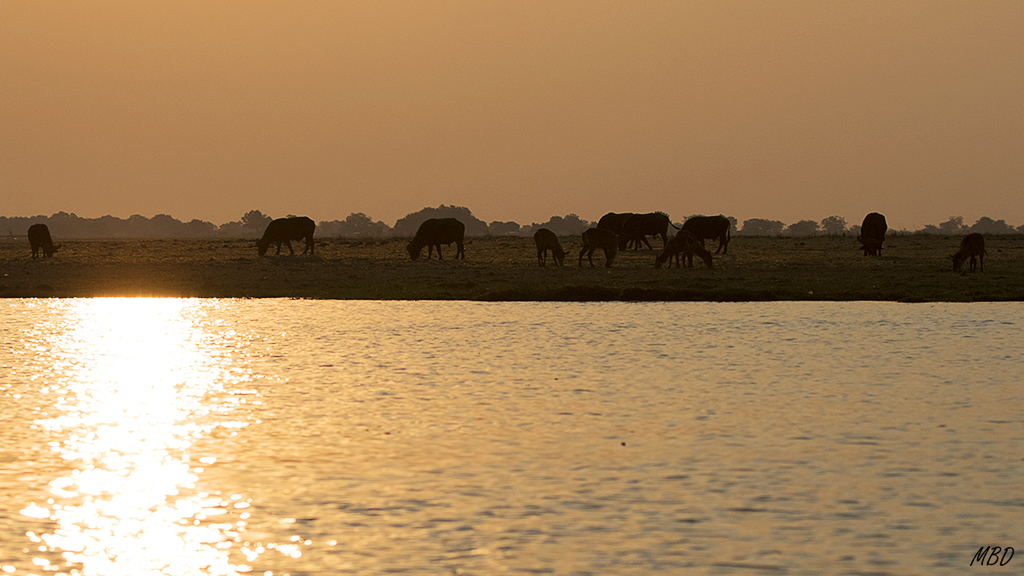 África en estado puro a orillas del Chobe.