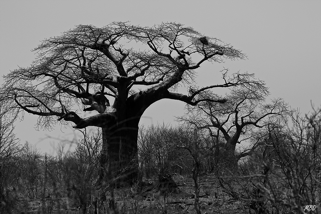 Baobabs, cómo destacan entre el mopane.