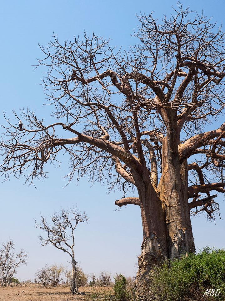 Baobab con pigargo.