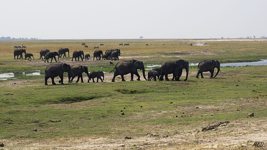 Escenas de elefantes deambulando