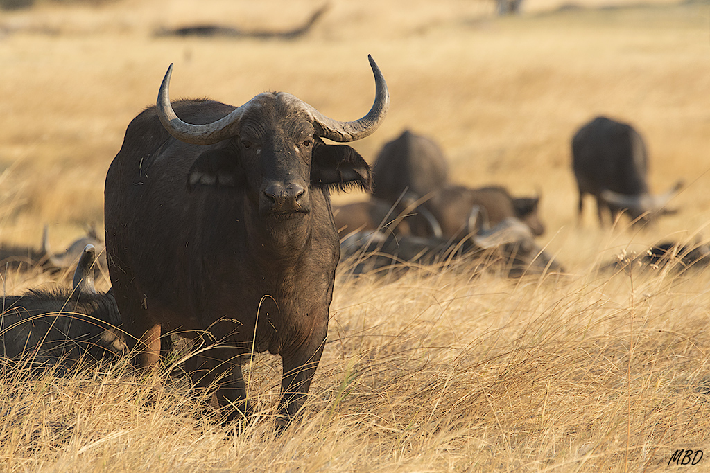 Las manadas de búfalos deambulan pastando
