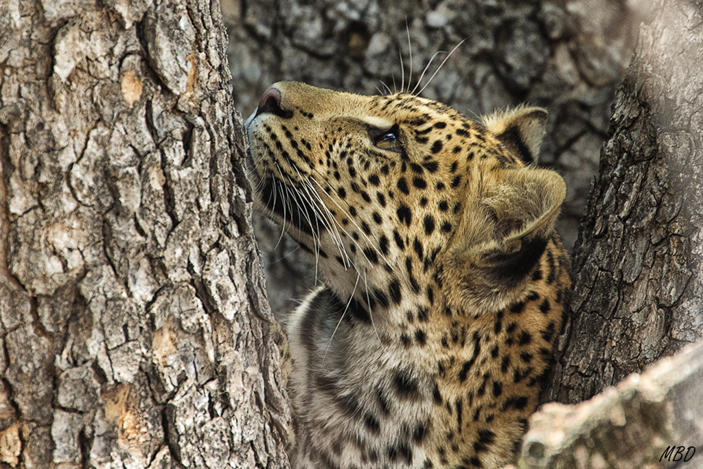 Esta hembra de leopardo está al acecho