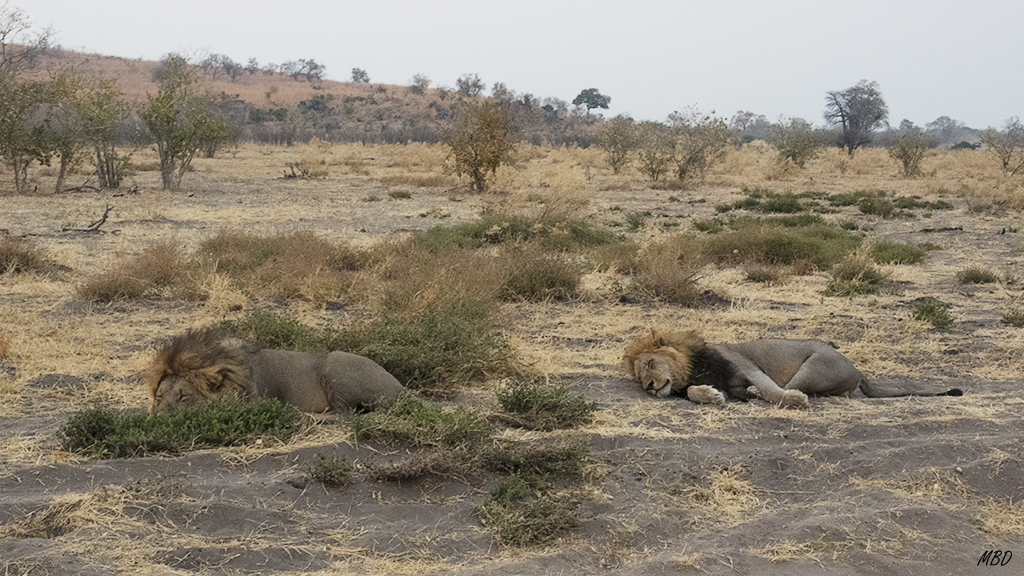 Los leones adultos estiran el descanso.