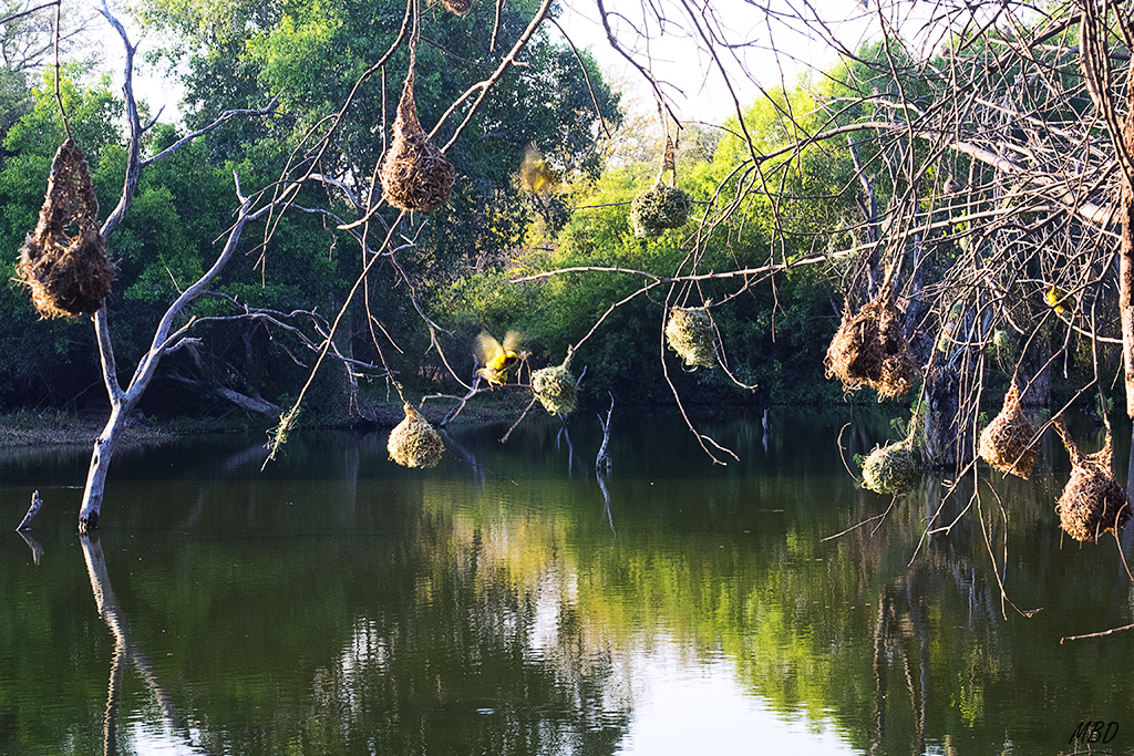 Los tejedores cuelgan sus nidos en ramas sobre la charca
