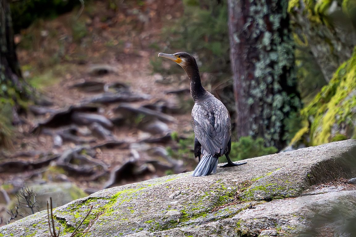 Cormorán