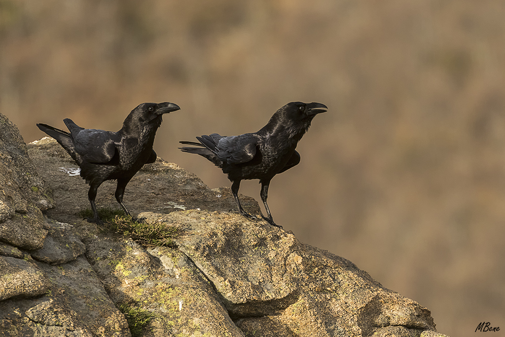 Los cuervos ocupan las rocas