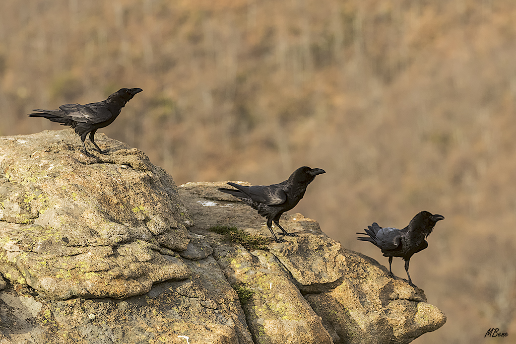 Los cuervos ocupan las rocas