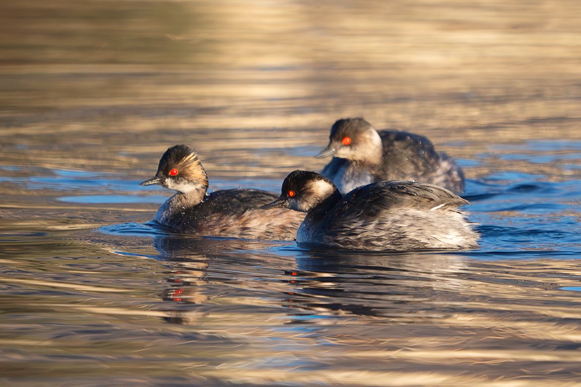 Zampullín cuellinegro