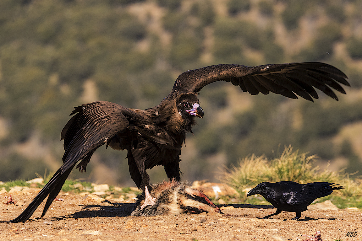 Buitre negro y cuervo