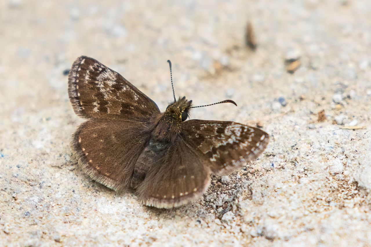 mariposa Cervantes (Erynnis tages)