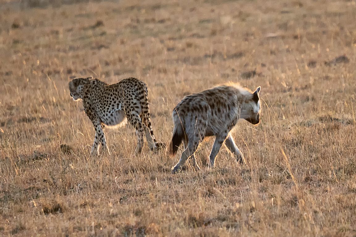 Guepardo y hiena manchada