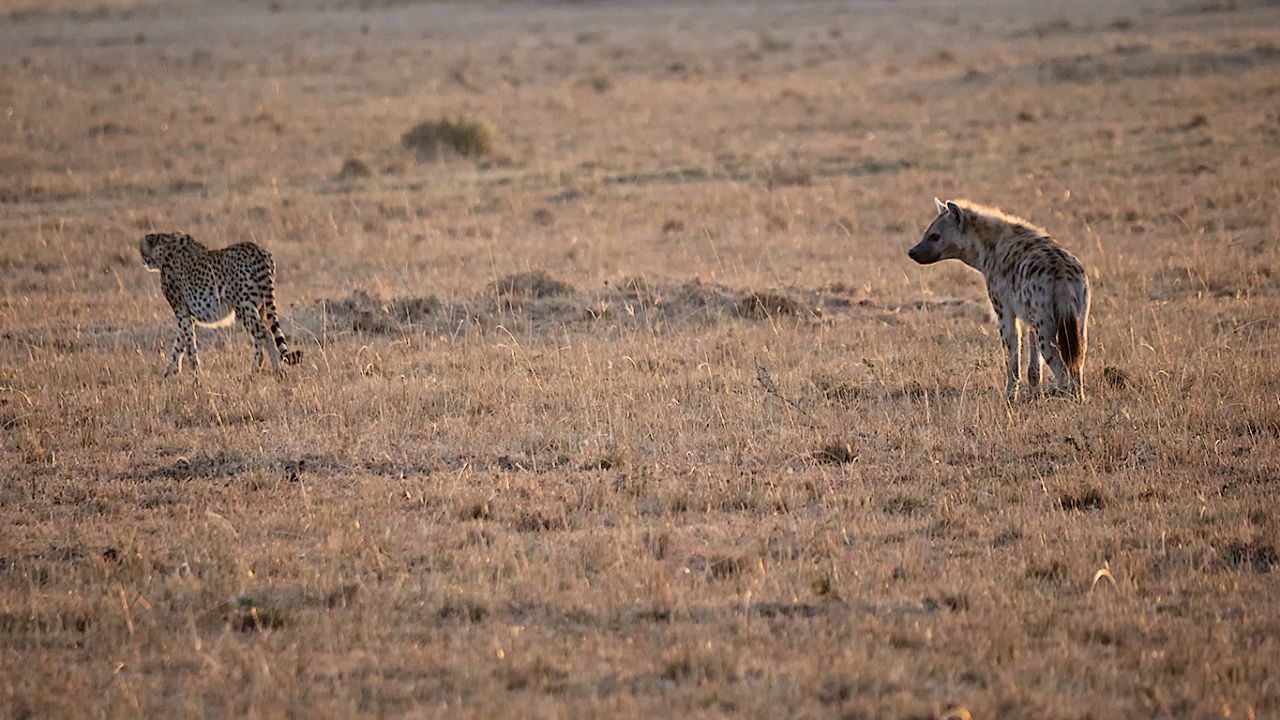 hiena manchada y guepardo