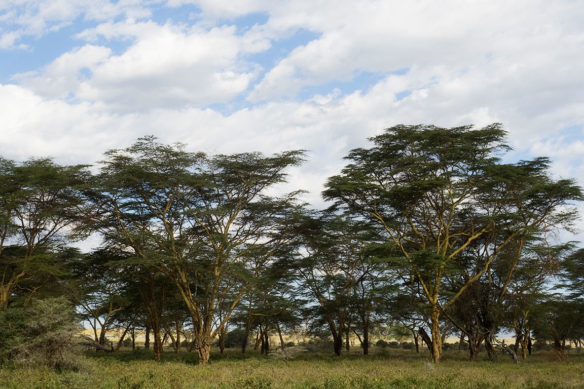 Las acacias de tronco amarillo