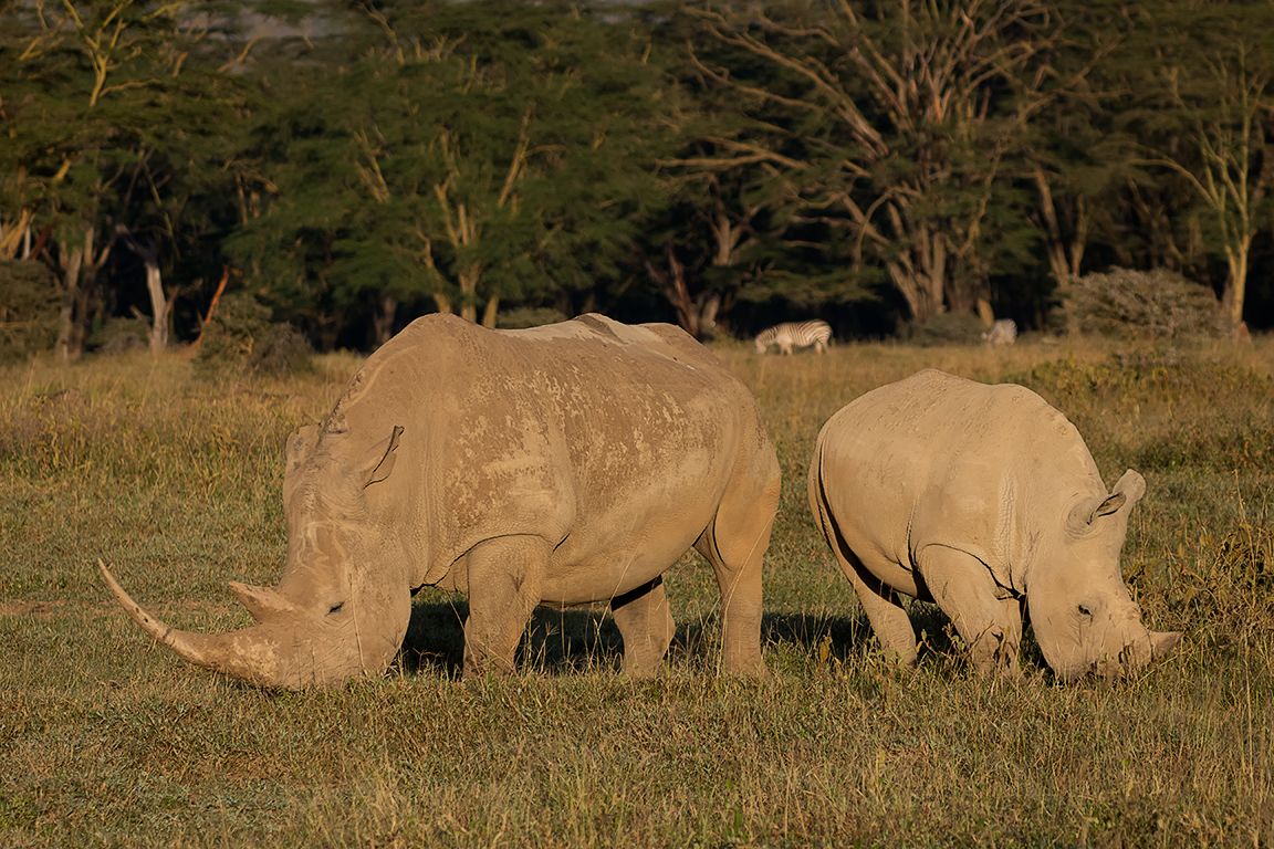 Rinocerontes blancos